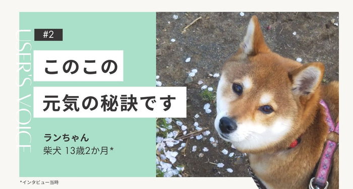 飼い主さまインタビュー#2 |元気の秘訣です|ランちゃん(柴犬 13歳)