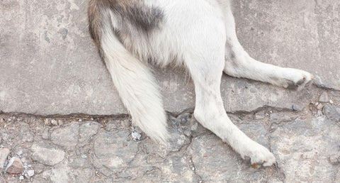 犬の後ろ足がヨロヨロする原因は?対処法や受診の目安を動物介護士が解説