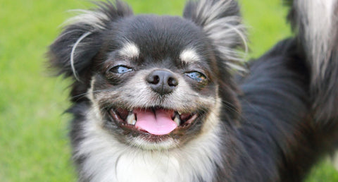 老犬が笑わなくなった…笑顔を取り戻すためにできること|動物介護士が解説