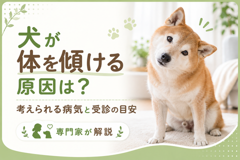 犬が体を傾ける原因は？考えられる病気と受診の目安を専門家が解説