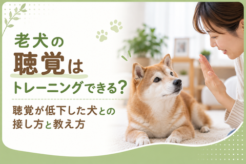 老犬の聴覚はトレーニングできる？聴覚が低下した犬との接し方と教え方