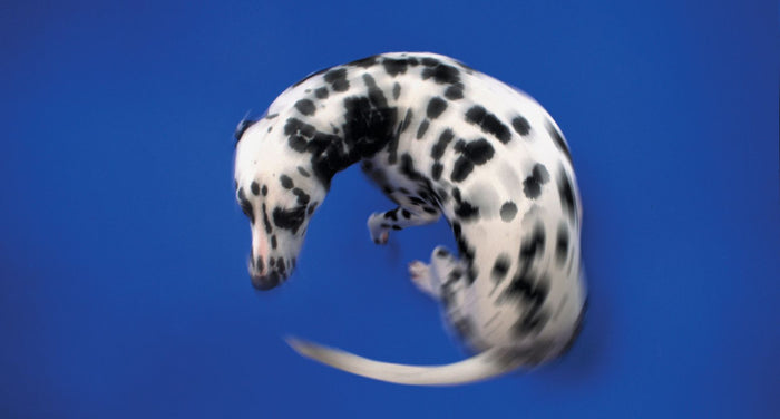 動物介護士が解説｜老犬がぐるぐる回るときはどうしたらいい？止めるのはダメ！