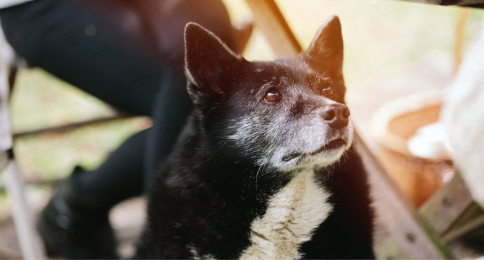 動物介護士が解説｜長寿犬表彰は何歳から？老犬に長生きしてもらうための秘訣も！