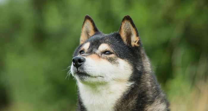 動物介護士が解説｜犬の認知症を治すことはできる？治療法やできるサポート
