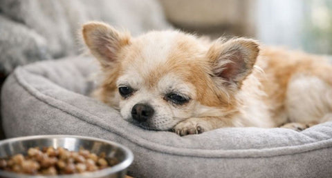 老犬が朝ごはんを食べないのはよくあること！理由と対処法を専門家が解説