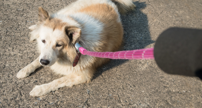 動物介護士が解説｜老犬が散歩を嫌がるときはどうする？回数や時間の目安も