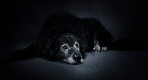 犬が昼夜逆転するのはなぜ？考えられる原因や治す方法を解説