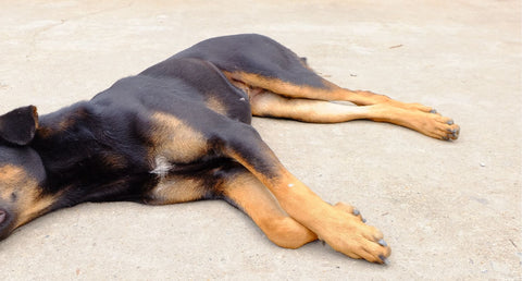 犬のてんかん発作とは？症状・対処法や病院に行くべき目安と前兆を解説