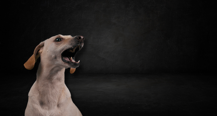 動物介護士が解説｜犬が夜中に落ち着く方法はある？原因と対処法