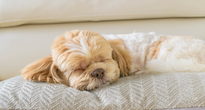 寝ている老犬にやってはいけないことは？起こすべきタイミングも解説