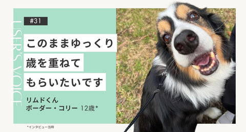 トライザ飼い主さまインタビュー#31｜このままゆっくり歳を重ねてもらいたいです｜リムドくん（ボーダー・コリー 12歳）