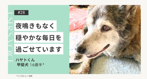 トライザ飼い主さまインタビュー#28｜｜ハヤトくん（甲斐犬 14歳）