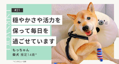 トライザ飼い主さまインタビュー#21｜穏やかさや活力を保って毎日を過ごせています｜もっちゃん（柴犬 推定14歳）