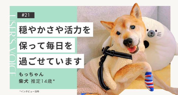 トライザ飼い主さまインタビュー#21｜穏やかさや活力を保って毎日を過ごせています｜もっちゃん（柴犬 推定14歳）