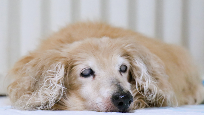 夜泣き＝認知症？｜老犬の夜泣きの種類と対処法