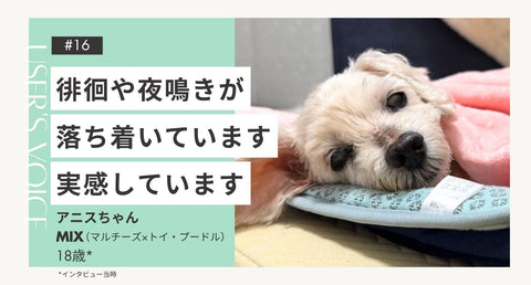 トライザ飼い主さまインタビュー#16｜徘徊や夜鳴きが落ち着いています 実感しています｜アニスちゃん（マルチーズ×トイ・プードル 18歳）