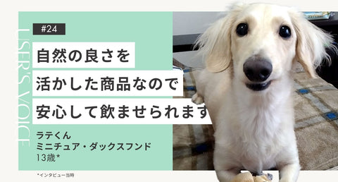 トライザ飼い主さまインタビュー#24｜自然の良さを活かした商品なので安心して飲ませられます｜ラテくん（ミニチュア・ダックスフンド 13歳）