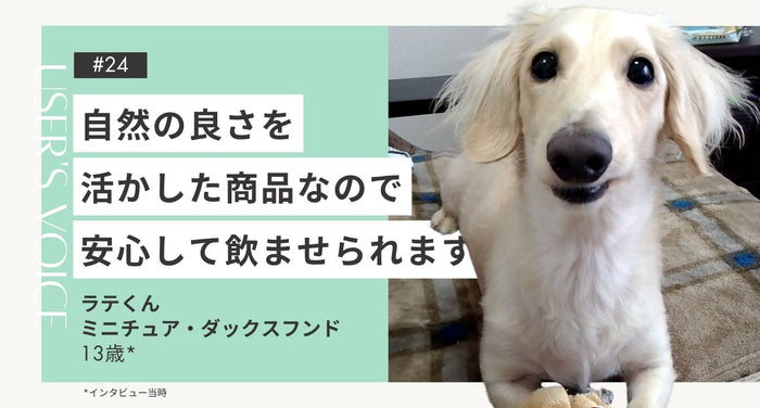 トライザ飼い主さまインタビュー#24｜自然の良さを活かした商品なので安心して飲ませられます｜ラテくん（ミニチュア・ダックスフンド 13歳）