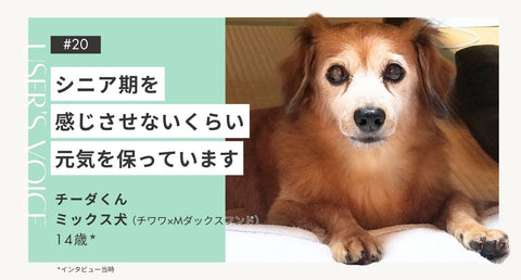 トライザ飼い主さまインタビュー#20｜シニア期を感じさせないくらい元気を保っています｜チーダくん（ミックス犬 14歳）