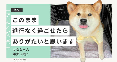 トライザ飼い主さまインタビュー#23｜このまま進行なく過ごせたらありがたいと思います｜ももちゃん（柴犬 9歳）