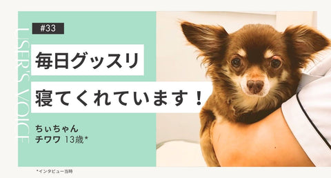 トライザ飼い主さまインタビュー#33｜｜ちぃちゃん（チワワ 13歳）