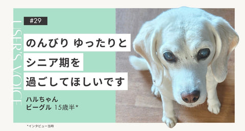 トライザ飼い主さまインタビュー#29｜｜ハルちゃん（ビーグル 15歳半）