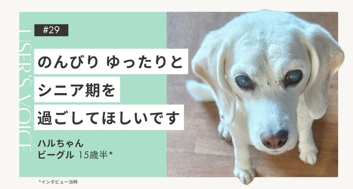 トライザ飼い主さまインタビュー#29｜｜ハルちゃん（ビーグル 15歳半）
