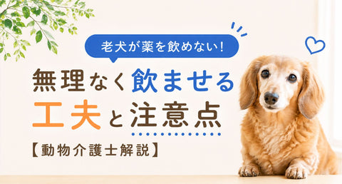老犬が薬を飲めない！無理なく飲ませる工夫と注意点【動物介護士解説】