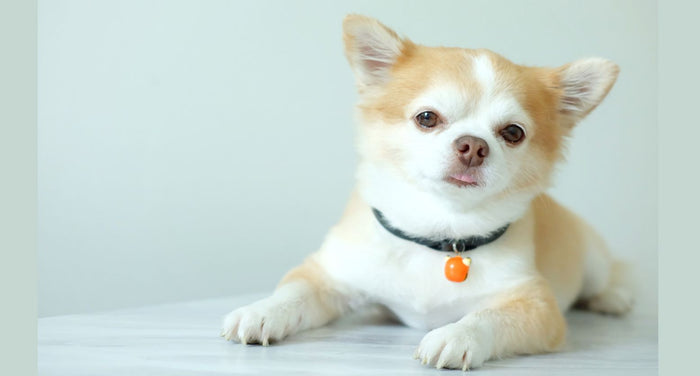 犬が長生きする秘訣はコレ！長寿犬に共通する5つの習慣【専門家が解説】