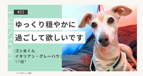 トライザ飼い主さまインタビュー#22｜ゆっくり穏やかに過ごして欲しいです｜ゴン太くん（イタリアン・グレーハウンド 17歳）