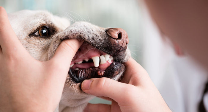 犬の歯が抜けるのはなぜ？理由や対処法、歯がないリスクを動物介護士が解説