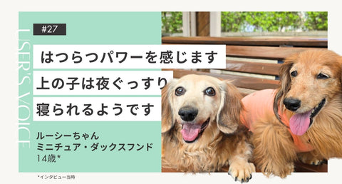トライザ飼い主さまインタビュー#27｜はつらつパワーを感じます 上の子は夜ぐっすり寝られるようです｜ルーシーちゃん（ミニチュア・ダックスフンド 14歳）
