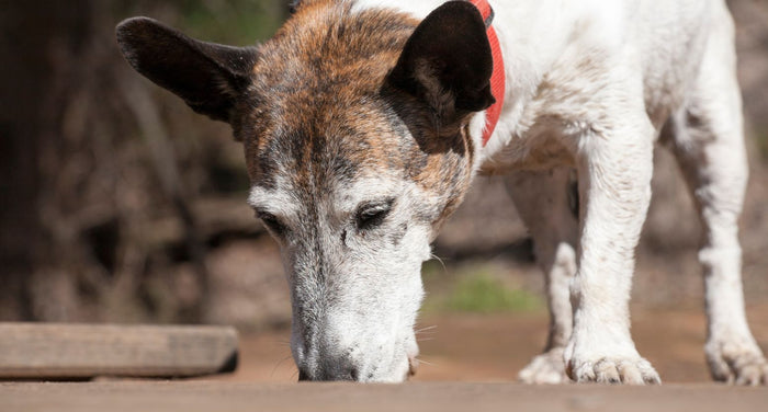 愛犬の落ち着きがない！ウロウロするのはなぜ？原因や動物病院を受診する目安