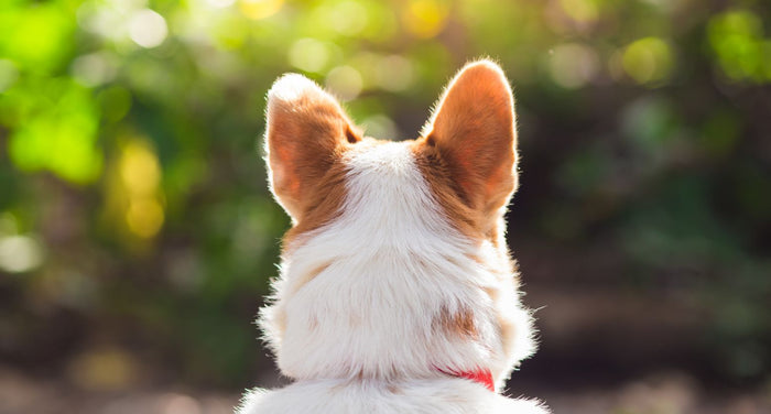 愛犬の耳が聞こえない？確認方法や原因・対処法を動物介護士が解説