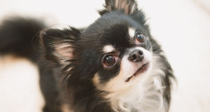 動物介護士が解説｜犬の目が見えない？視力低下のサインやリスクと対処法