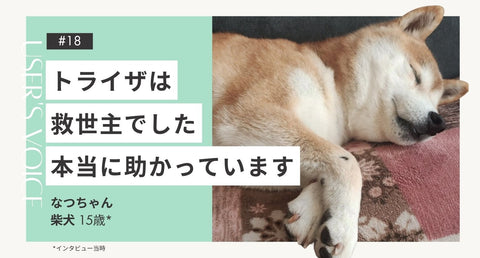 トライザ飼い主さまインタビュー#18｜トライザは救世主でした 本当に助かっています｜なつちゃん（柴犬 15歳）