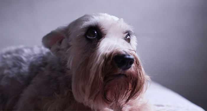 老犬になると不安を感じやすくなる！不安なときの行動や和らげる方法