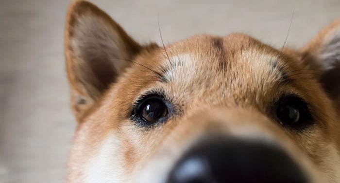 動物介護士が解説｜柴犬の夜鳴きに薬を使う前に！薬のリスクと対処法