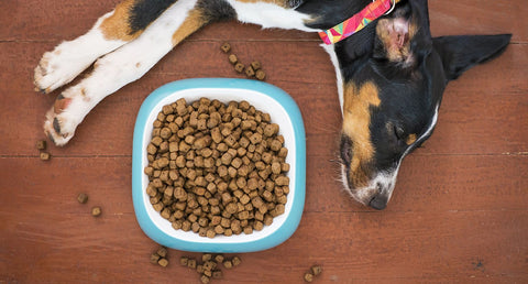 専門家が解説｜老犬に美味しく食べてもらうドッグフードのふやかし方