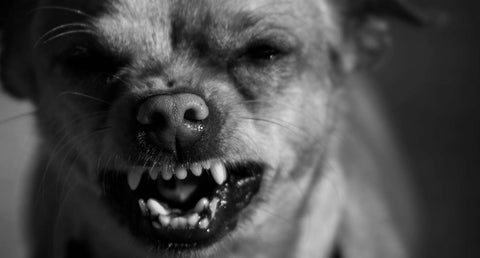 老犬の性格は変わる？性格変化の原因と対処法を動物介護士が解説