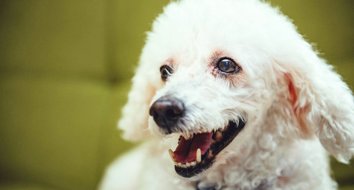 老犬（シニア犬）健診のメリット｜半年に1回以上の健康チェックで愛犬の生活の質を守ろう
