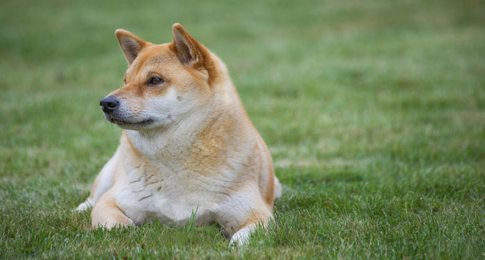 老犬の脳ケアの重要性｜認知症予防と生活の質を守るためにできること