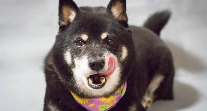 犬の認知症（認知機能障害）｜どんな病気？症状や特徴