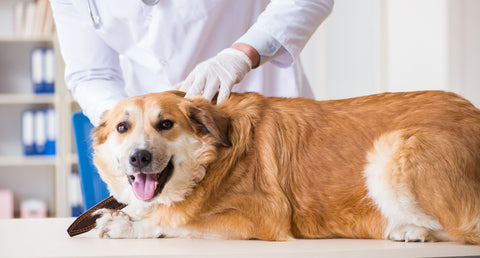 老犬が「かかりつけ動物病院」をもつメリット・安心とは？