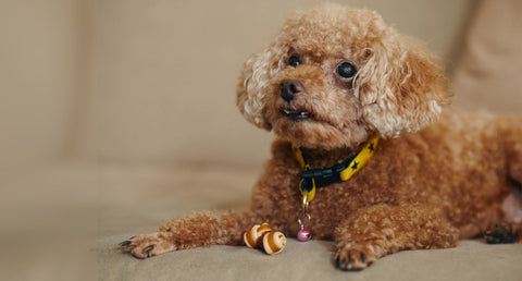 介護経験者が執筆｜老犬介護は大変？愛と絆が深まるかけがえのない時間