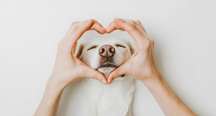 老犬に愛情を伝える7つの方法｜『大好き』を感じてもらう毎日の習慣