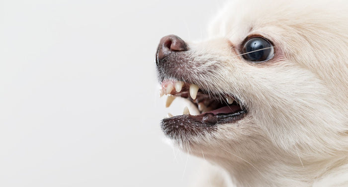 動物介護士が解説｜老犬が噛む・怒るのはなぜ？原因とケアのポイント