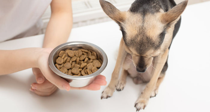 専門家が解説｜愛犬がごはんを食べない！10個の原因と今すぐできる対処法