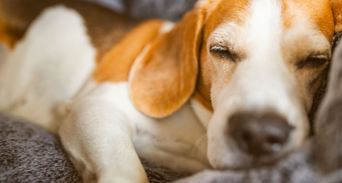 老犬の寒さ対策はできてる？愛犬のために知っておきたい冬のケア【専門家解説】