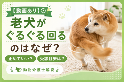 【動画あり】老犬がぐるぐる回るのはなぜ？止めていい？受診目安は？｜動物介護士解説